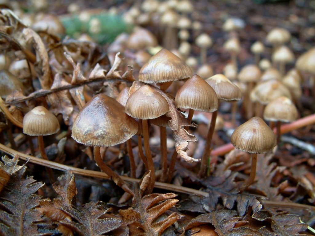 What things You should Know about Magic Mushroom Vancouver?