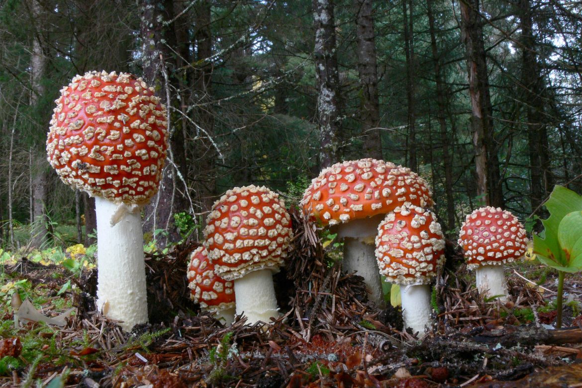 Addressing the Lack of Long-Term Studies on the Effects of Amanita Mushrooms – Importance of Cautious Consumption